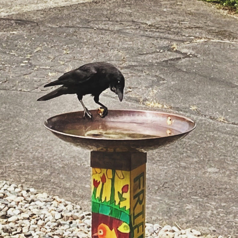 Blackbird on a I Get By birdbath 🎶