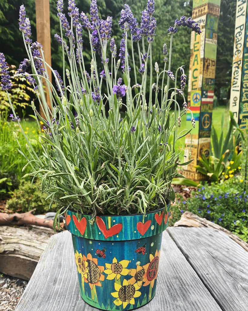 Lavenders Galore 💜