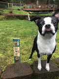 Lessons From My Dog Mini Art Pole